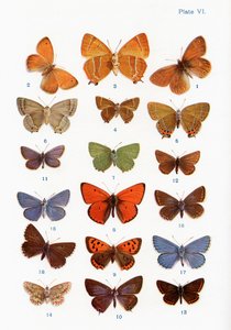 さまざまな種類の蝶、「蝶、蛾、その他の昆虫、田舎の生き物」の本のイラスト、1927年発行